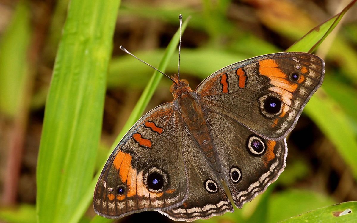 ФОТО: Живые бабочки 7
