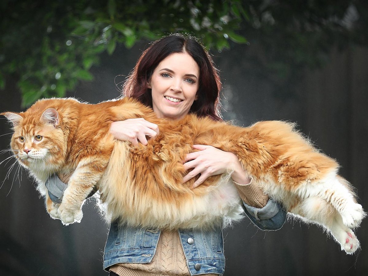 ФОТО: Самый большой кот в мире 1