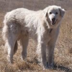 ФОТО: Пиренейская пастушья собака 150