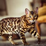 Бенгальский кот - фото красавца 35 открытки