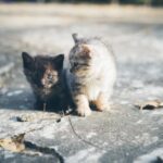 ФОТО: Бездомные кошки 11 манчкин