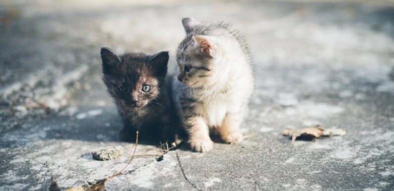 ФОТО: Бездомные кошки