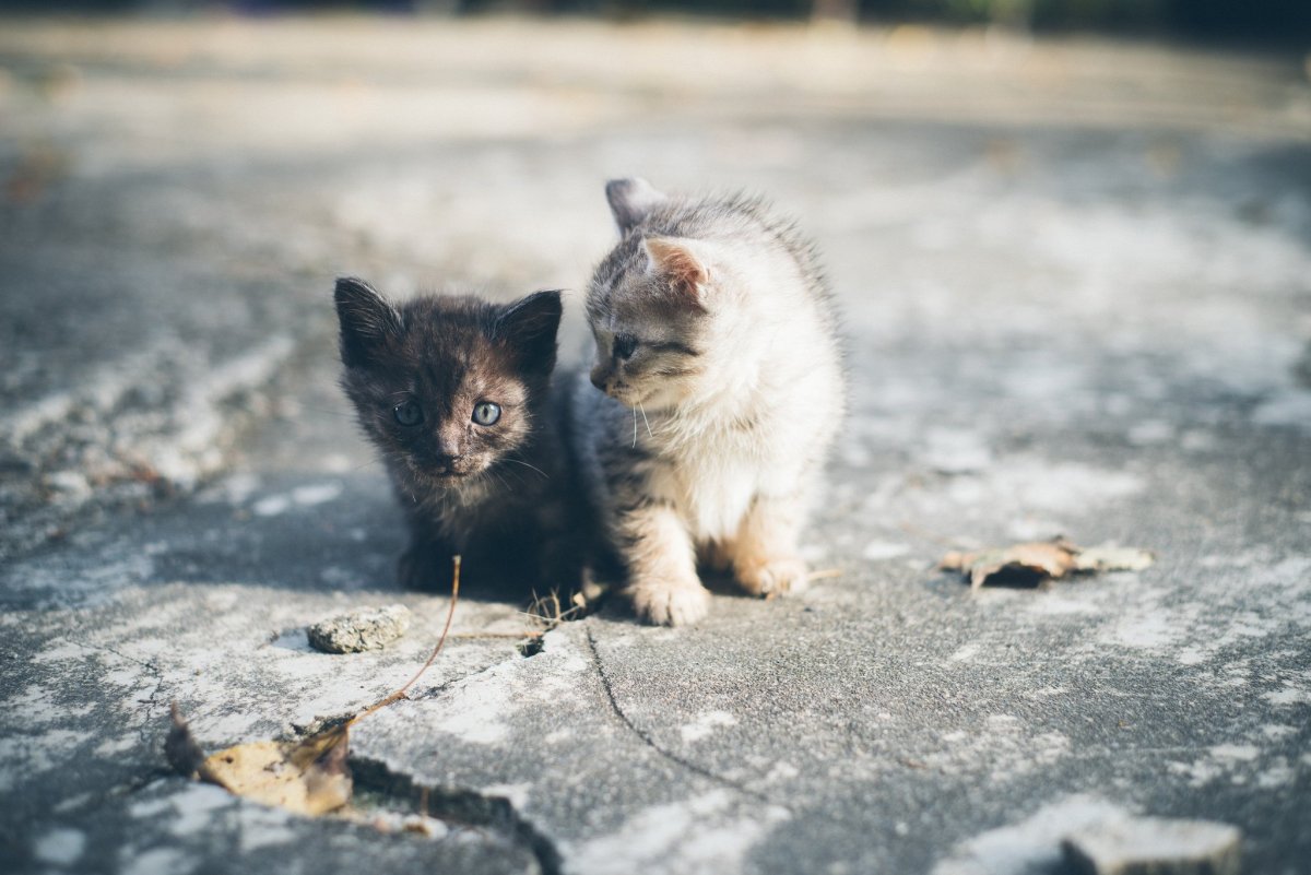 ФОТО: Бездомные кошки 1
