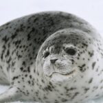 ФОТО: Пятнистый тюлень 14 шлемы