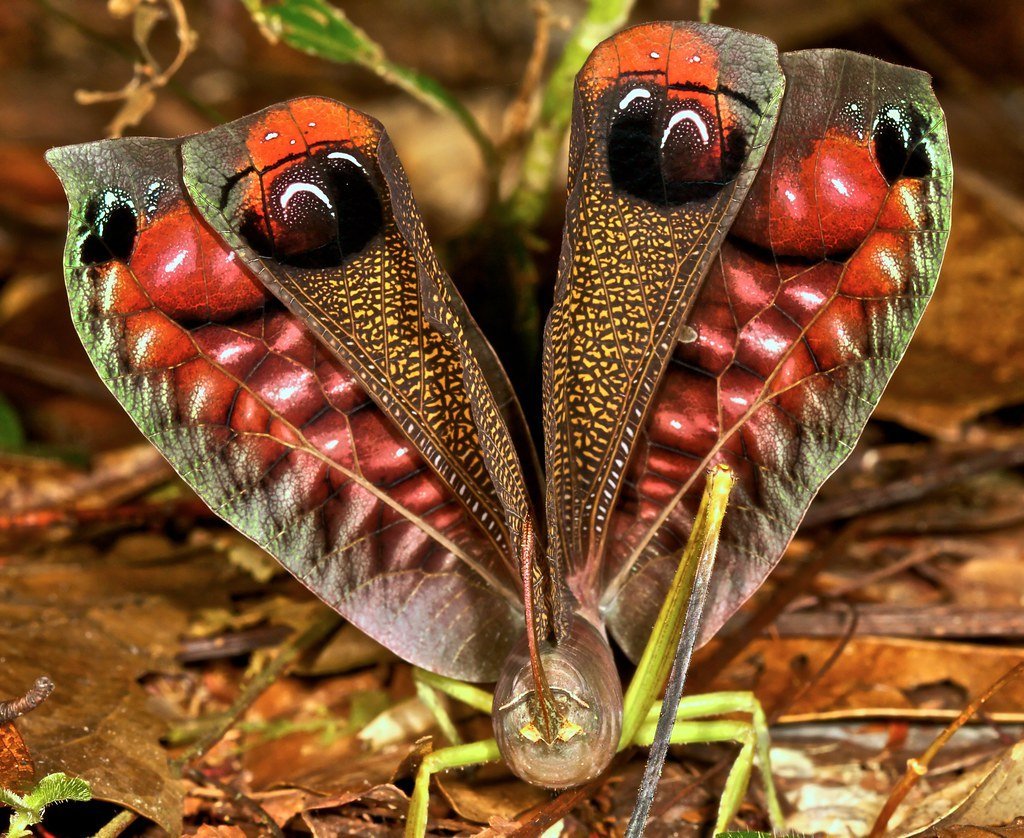 ФОТО: Самые страшные насекомые 8