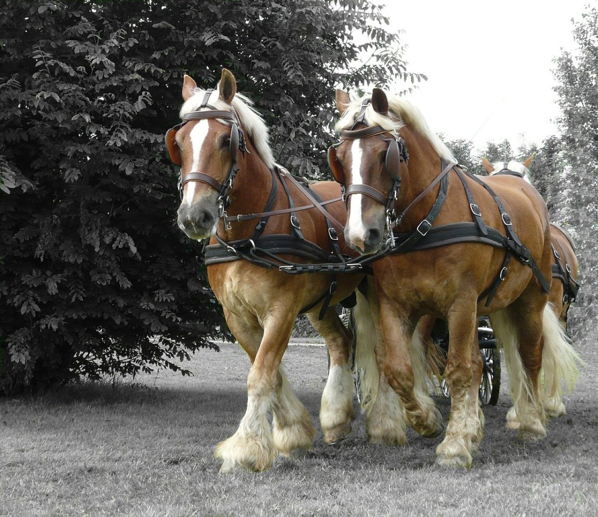 ФОТО: Голландская Ломовая лошадь 9