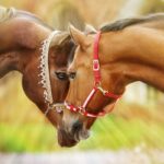 Пристяжная лошадь - фото породы 27 Екатерина Енокаева