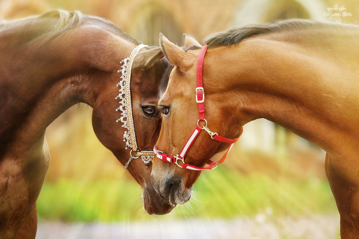 ФОТО: Пристяжная лошадь 1