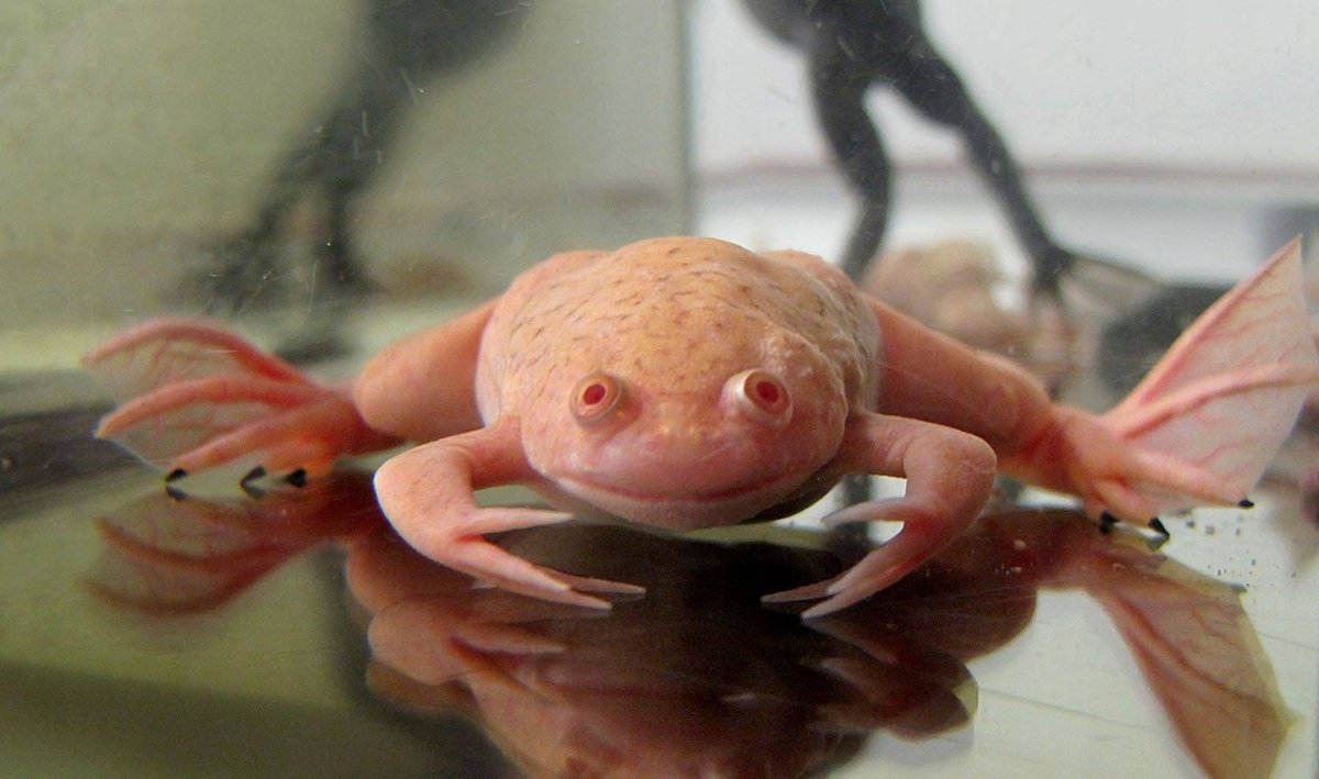 ФОТО: Гладкая шпорцевая лягушка 5