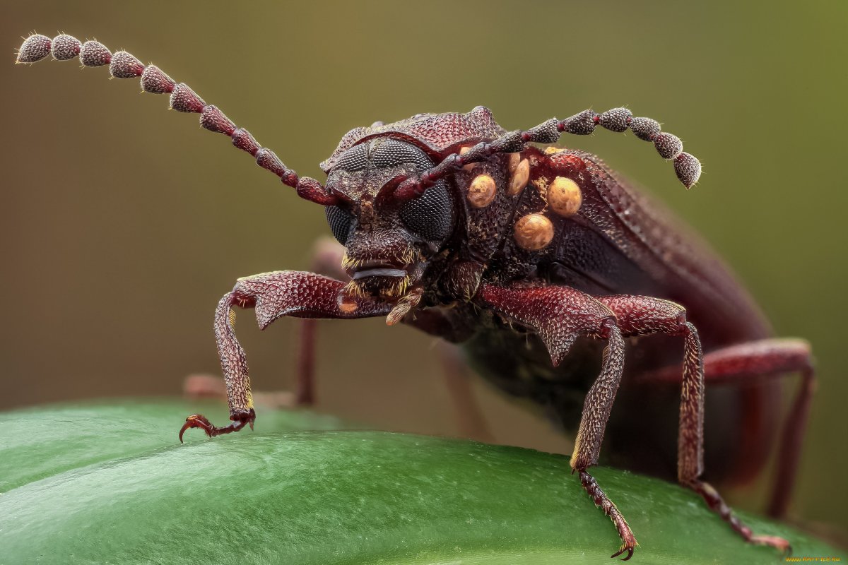 ФОТО: Виды насекомых 10
