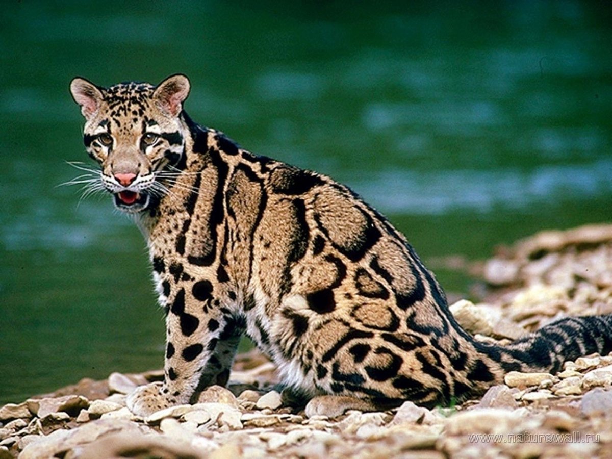 ФОТО: Азиатский леопардовый кот 9