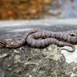 Змеи Приморского края на фото 10