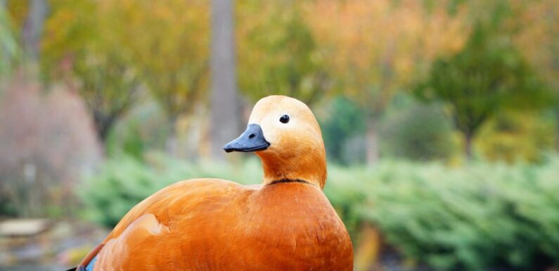 ФОТО: Оранжевая утка