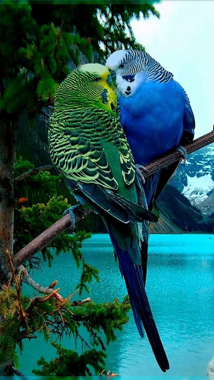 ФОТО: Волнистый попугай 9