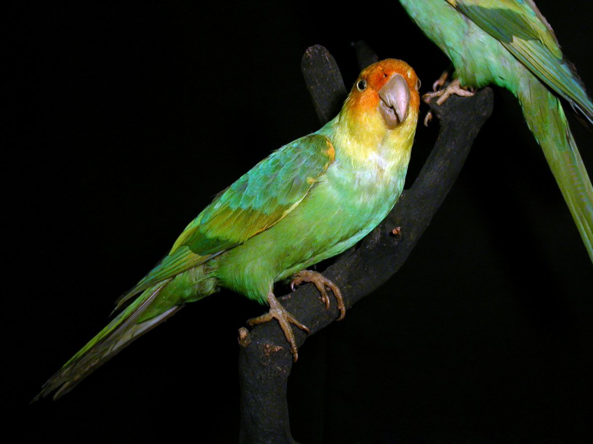 ФОТО: Каролинский попугай 2
