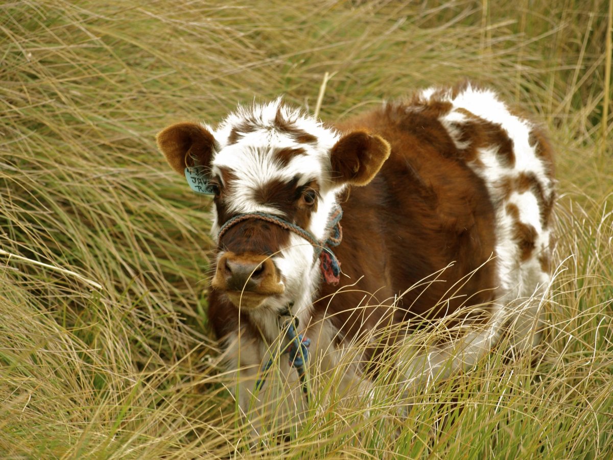 ФОТО: Пушистые коровы 6