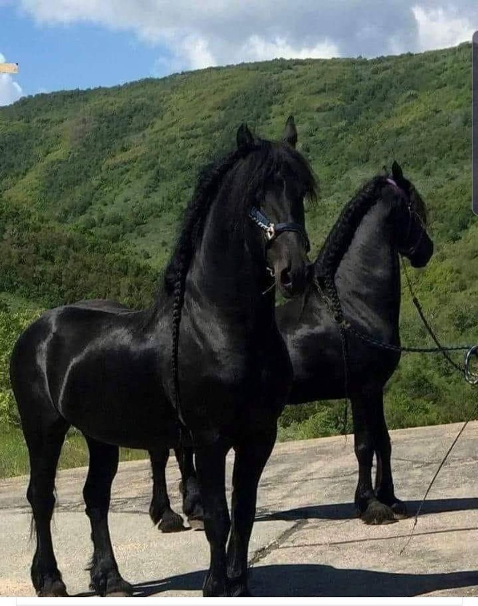 ФОТО: Карачаевская лошадь 9