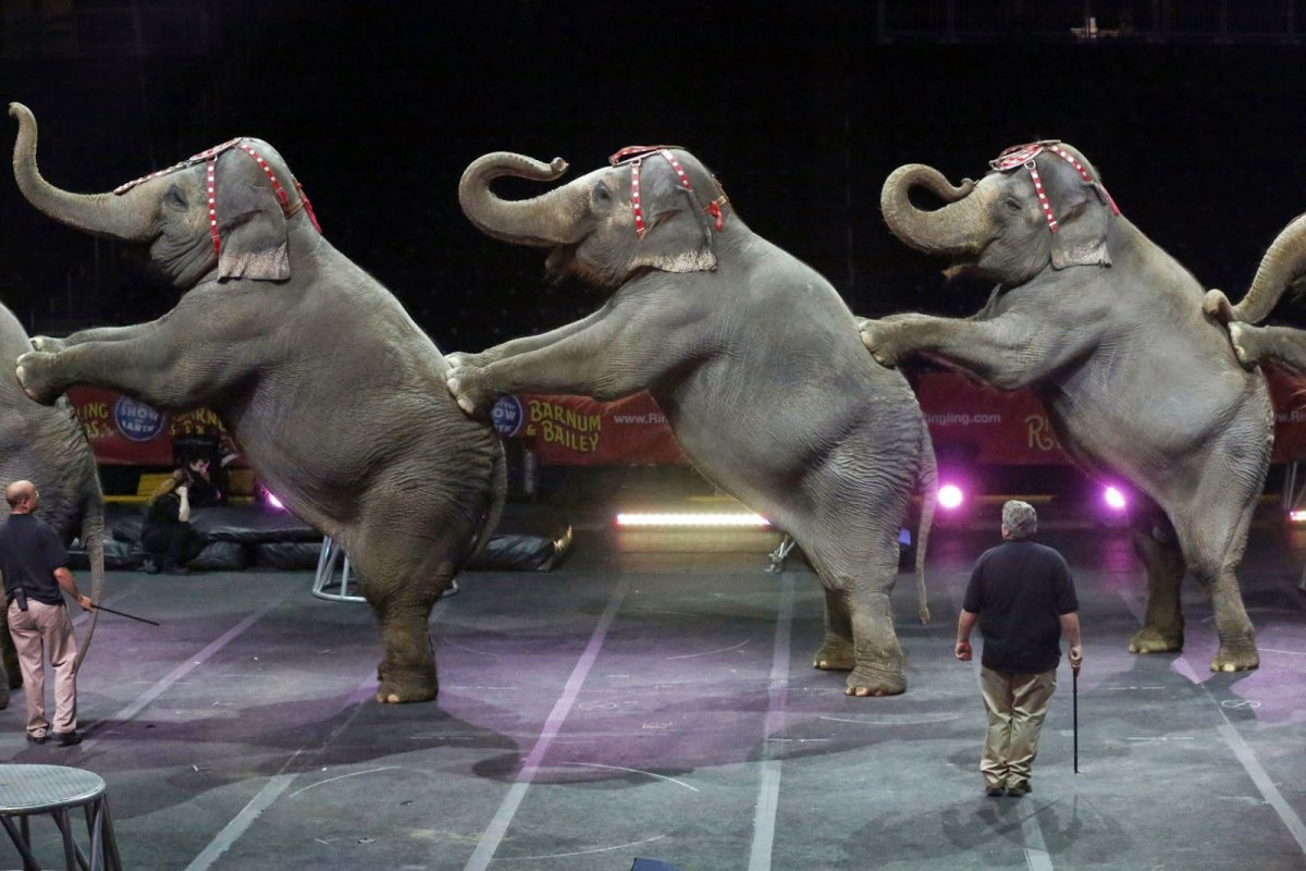 ФОТО: Слон в цирке 9