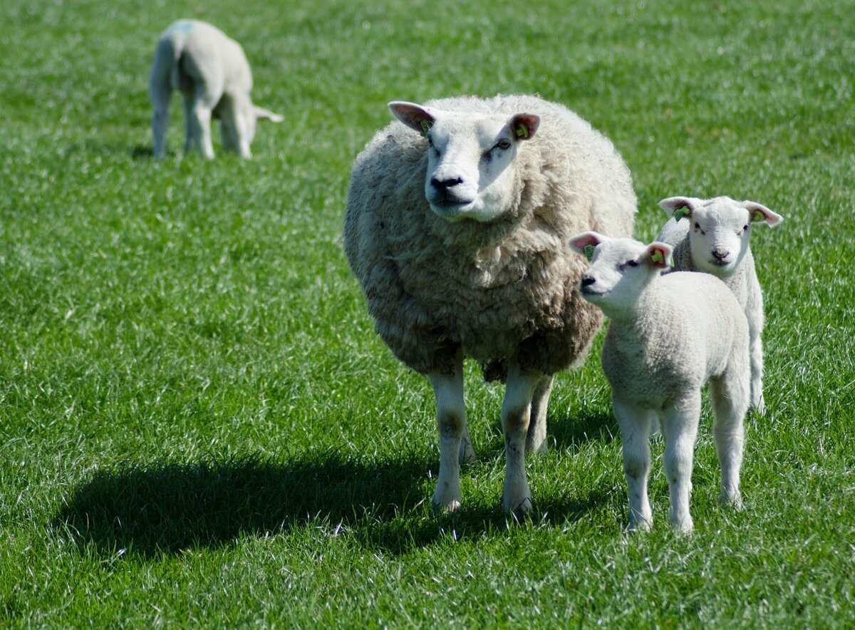 ФОТО: Белтекс овцы 5