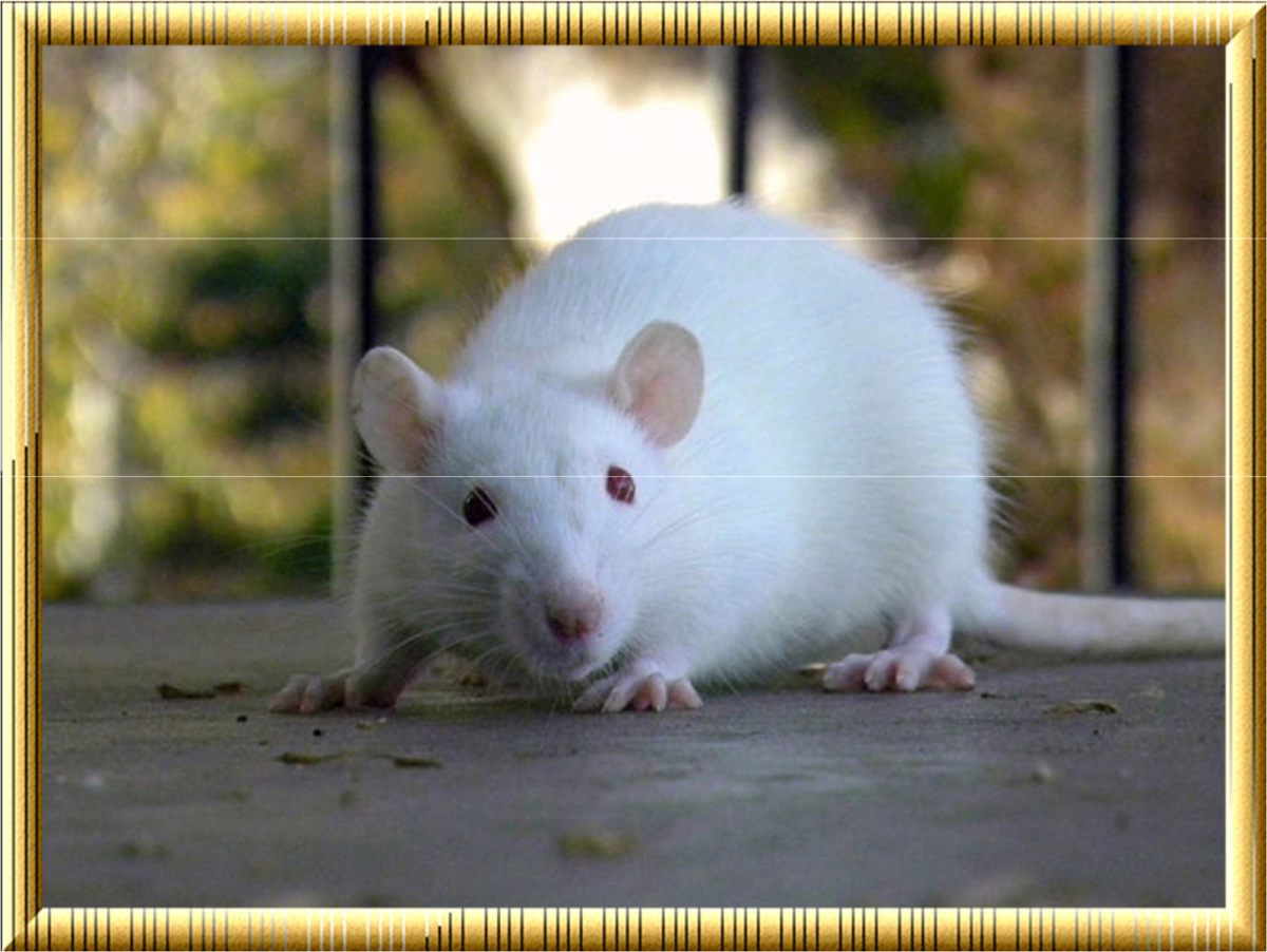 ФОТО: Белая мышь 8