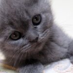 ФОТО: Вислоухий дымчатый котенок 22