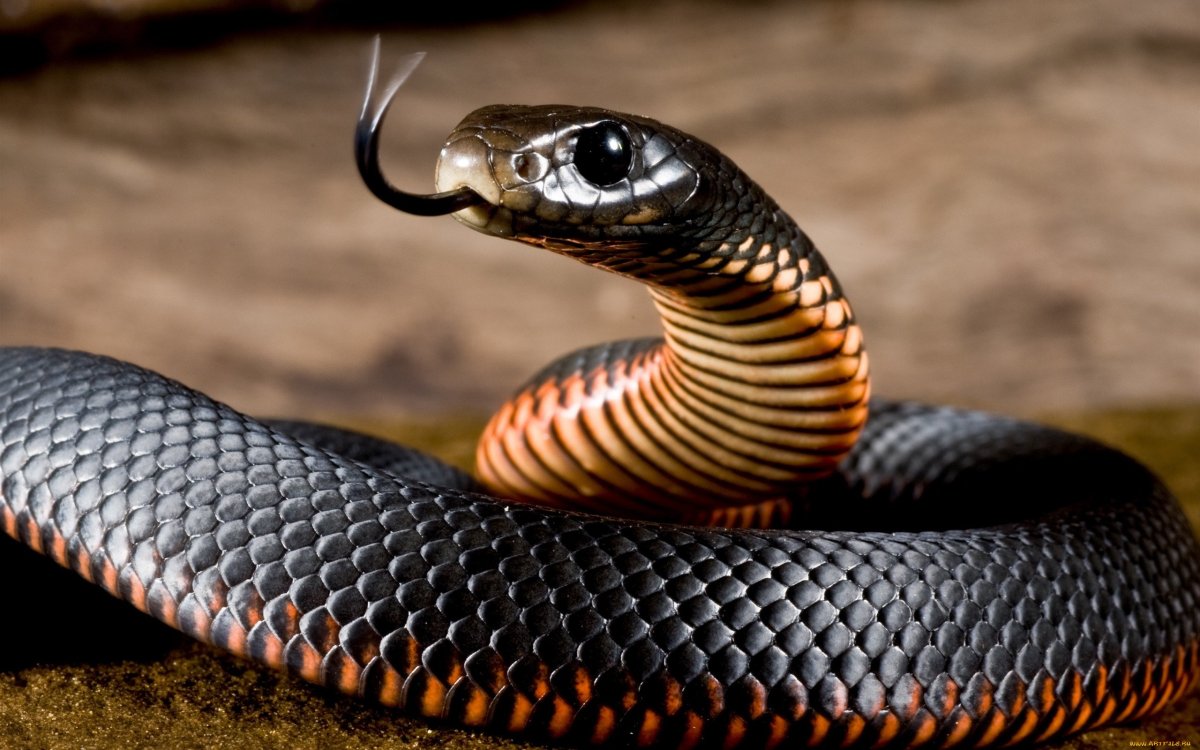 ФОТО: Самые ядовитые змеи в мире 2