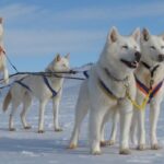ФОТО: Їздові собаки на півночі 40 листівок