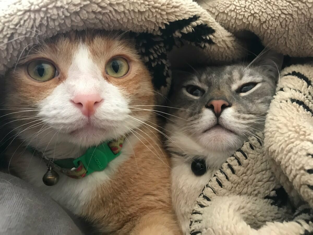 ФОТО: Смешные коты и кошки 1