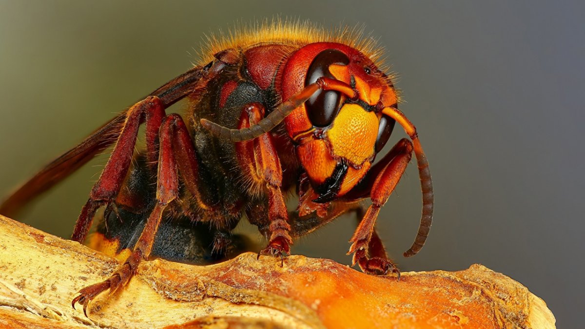 ФОТО: Самые опасные насекомые 7