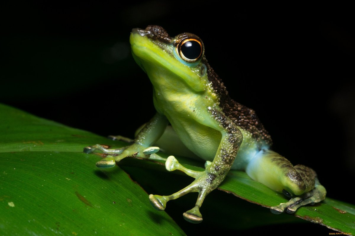 ФОТО: Земляная жаба 3
