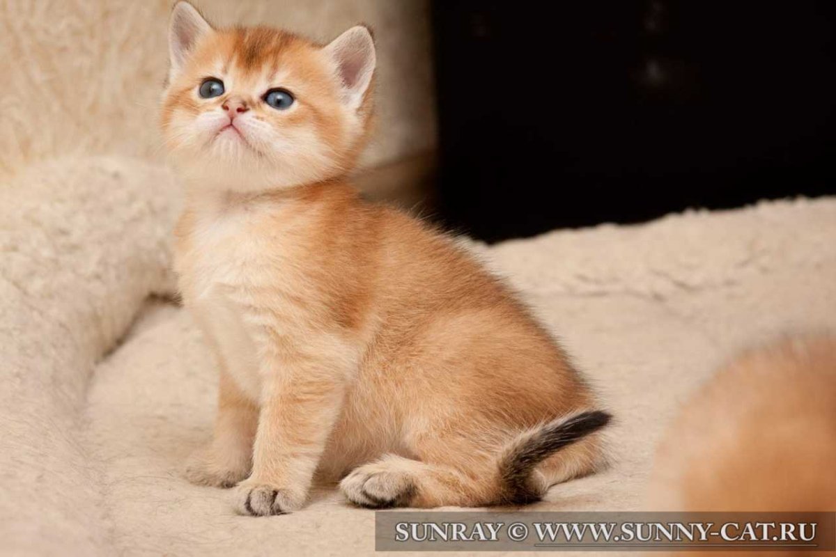 ФОТО: Британская золотая шиншилла кошка 6