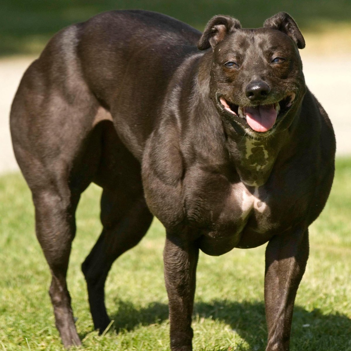 Самая накаченная собака в мире (ФОТО) 3