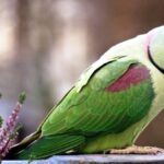 Ожереловый попугай - подборка фото 17
