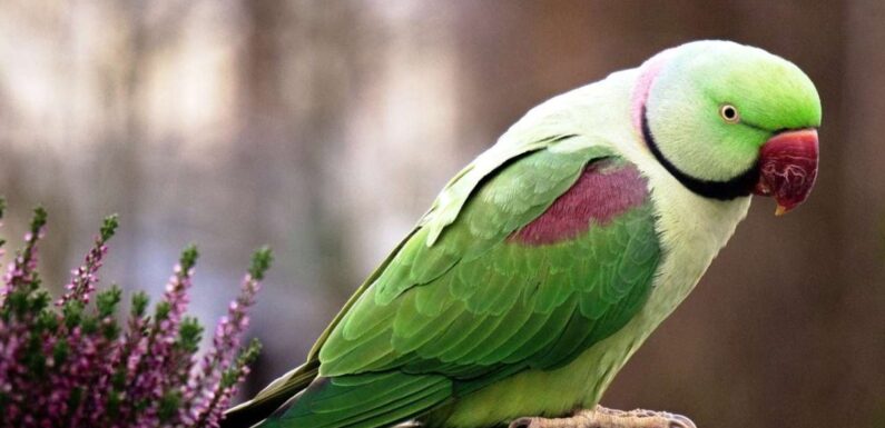 ФОТО: Ожереловый попугай