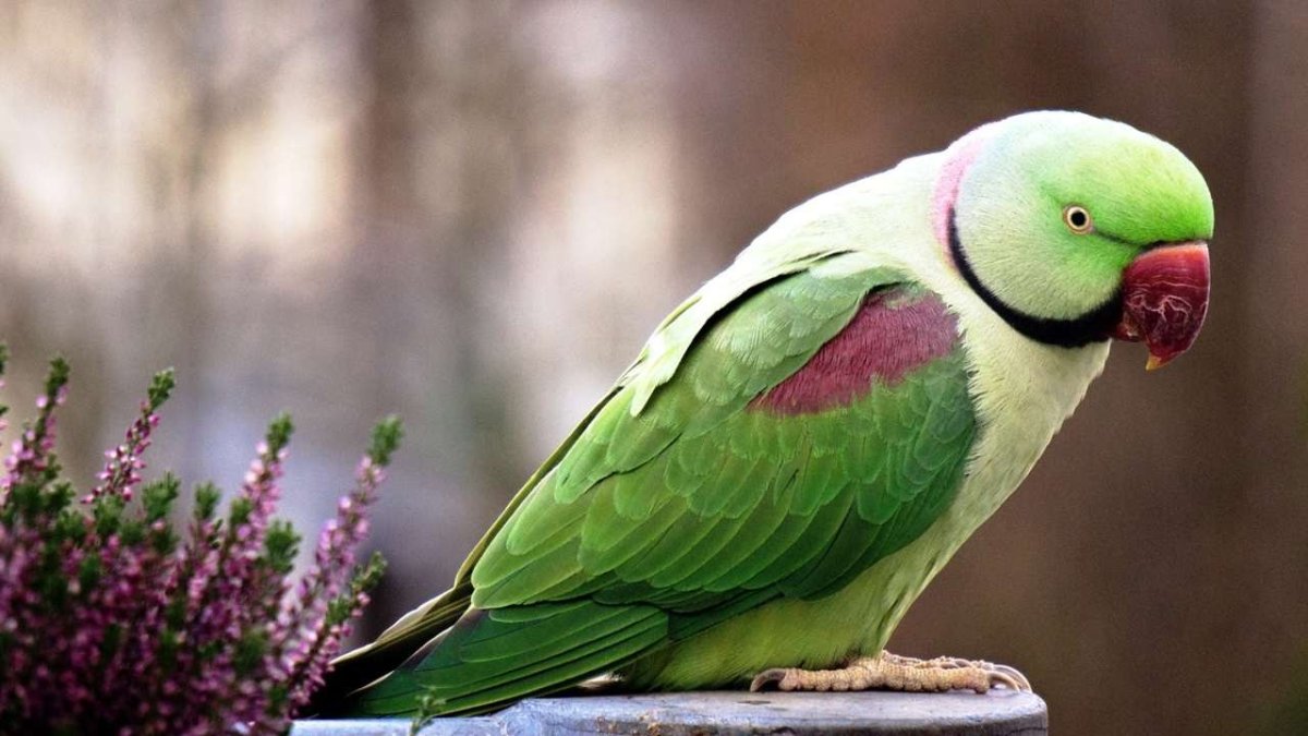 ФОТО: Ожереловый попугай 1