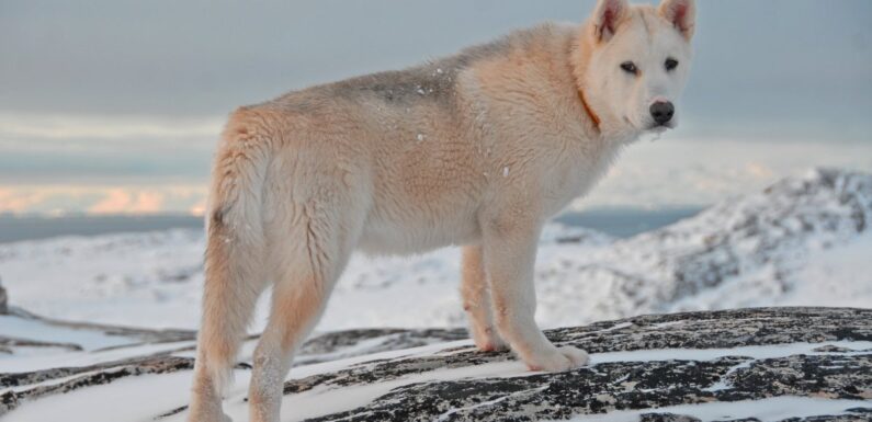 ФОТО: Гренландская собака