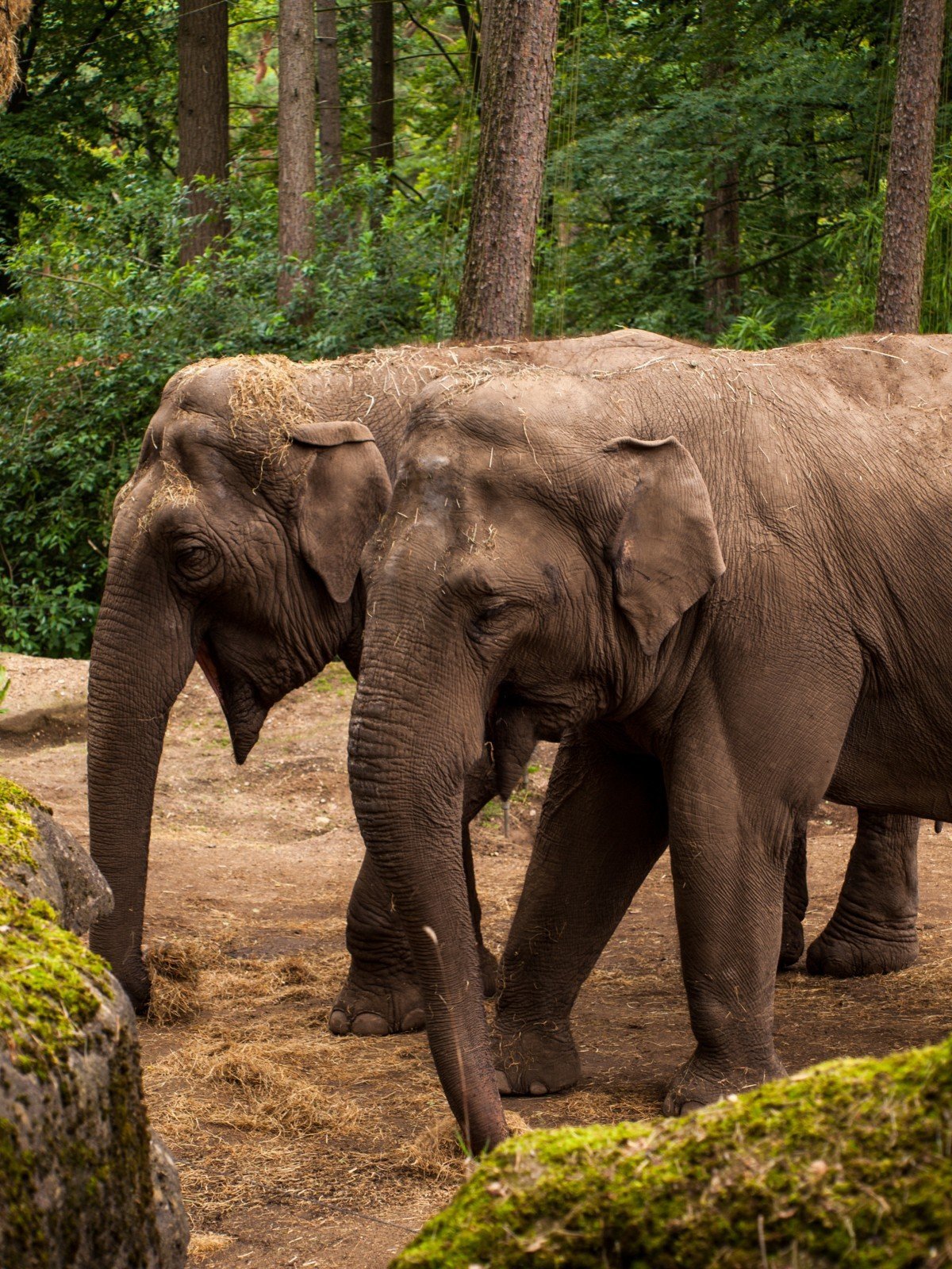 ФОТО: Слоны и мамонты 9