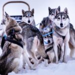 ФОТО: Ездовые собаки 21 лабрадор