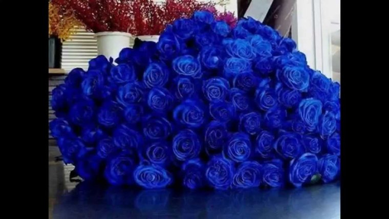 Большой красивый букет синих роз