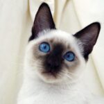 ФОТО: Сиамский кот с голубыми глазами 34 няшки