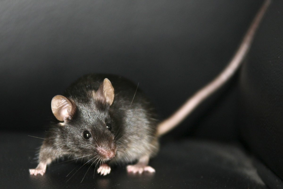 ФОТО: Сатиновая мышь 9