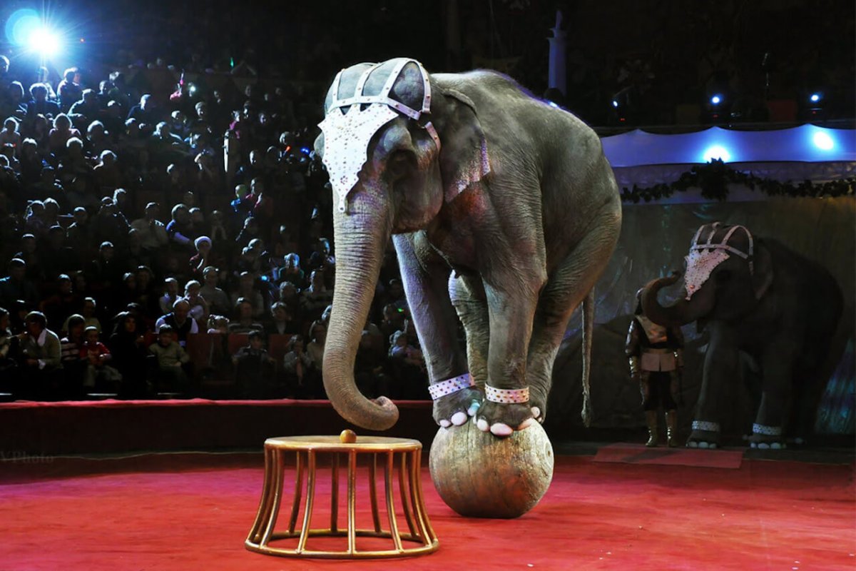 Слон в цирке - фото и картинки 3