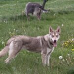 ФОТО: Волчья собака Сарлоса 34 Элайн Пауэлл