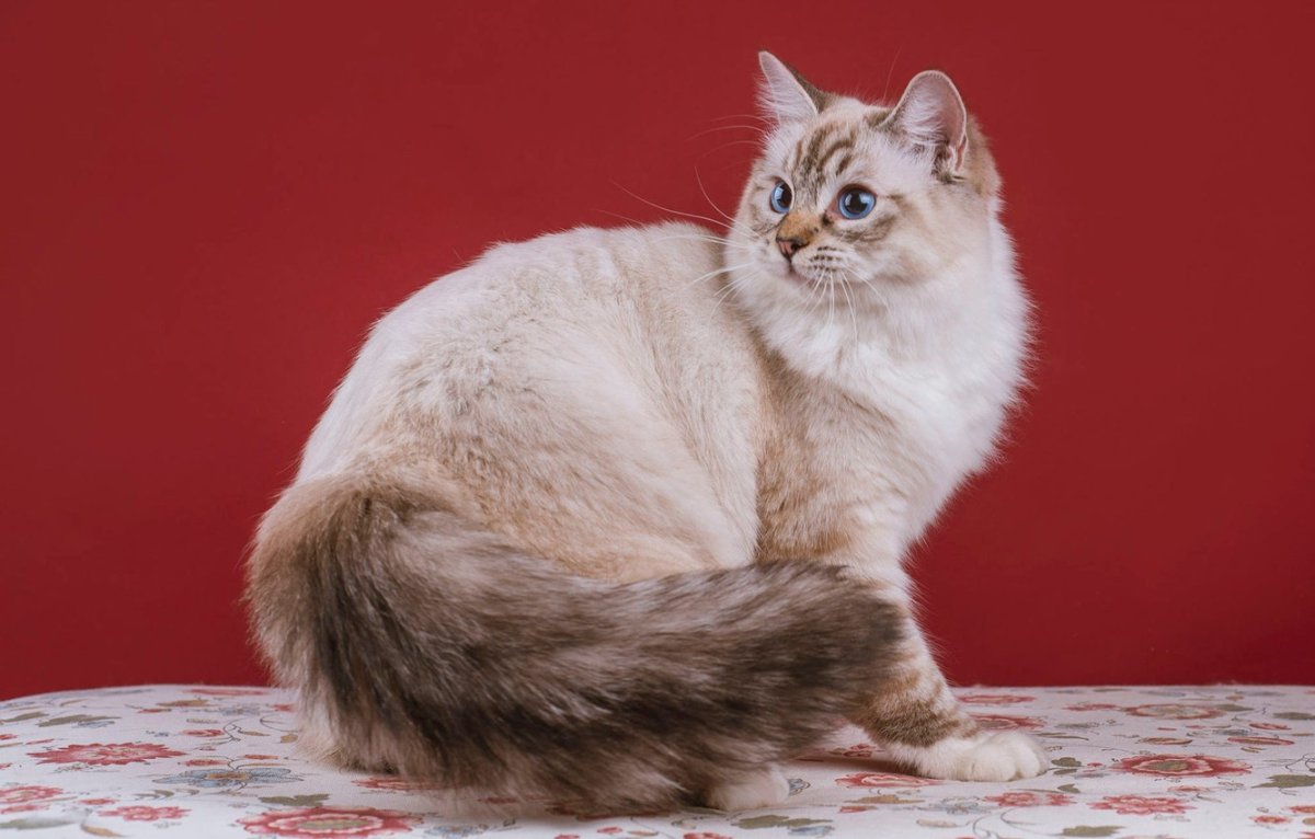 ФОТО: Порода кошек Наполеон 7