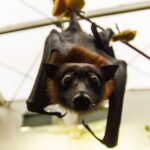 ФОТО: Летающая собака 17 лучшие фотокамеры