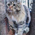 Сибирская кошка - фото в лесу и не только 17 Рэгдолл
