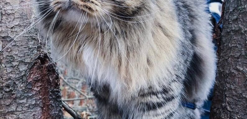 ФОТО: Сибирская кошка