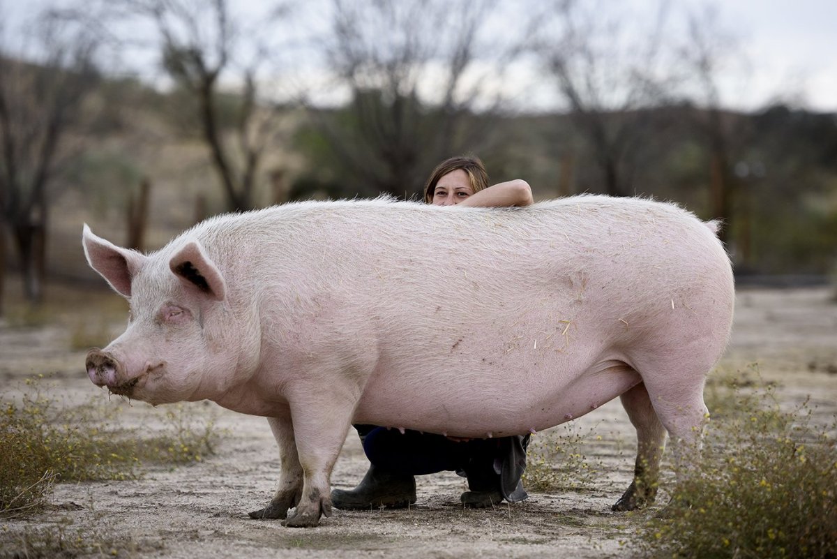 ФОТО: Крупная белая порода свиней 7