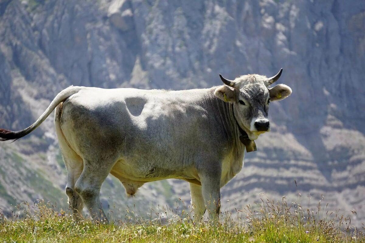 ФОТО: Серебристый бык 2
