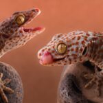 ФОТО: Ящерица геккон 17 водонагреватели